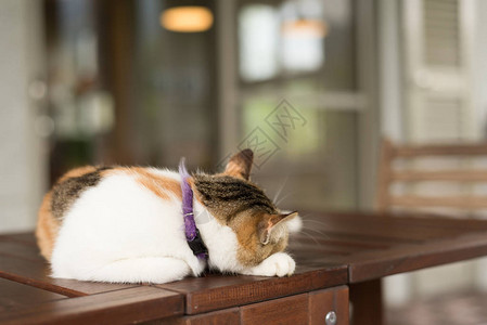 舒适蜷缩：可爱的猫咪睡觉懒惰小憩图片