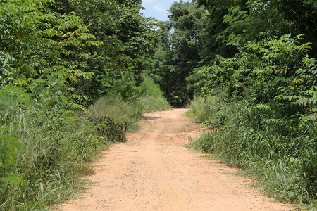 通往森林的农村道路白天两边都有树木图片