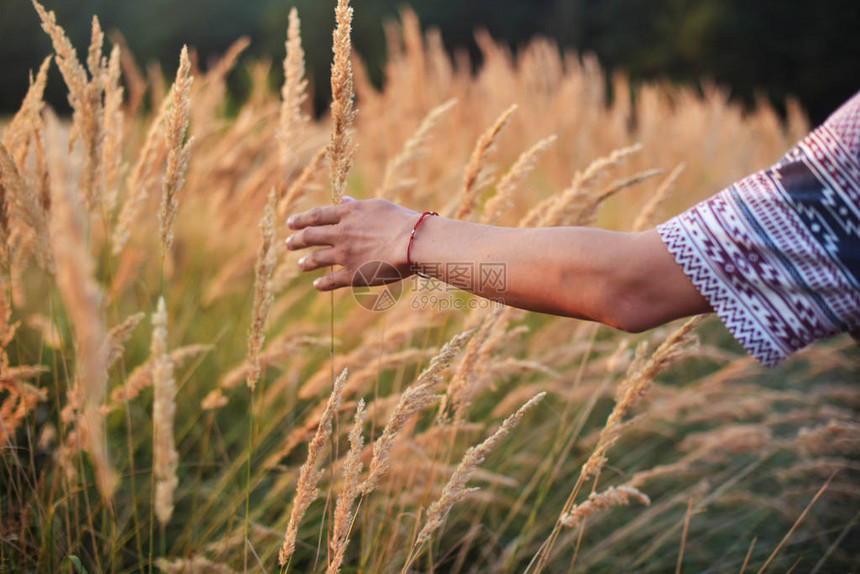 在小麦田日落光耀斑光中碰到金麦的雄性手不可辨认的图片