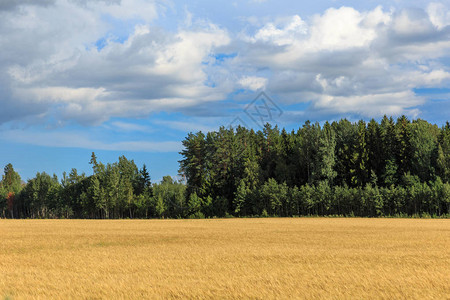 有小麦或燕麦田的乡村景观全景秋天的农村全景全景拉特格图片