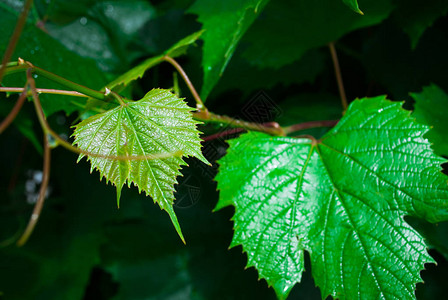 绿色葡萄叶子背景酒的叶子图片