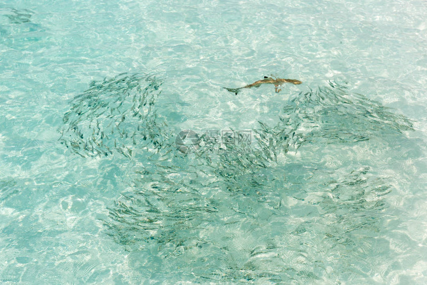 小鲨鱼在马尔代夫非常清澈的水中游图片
