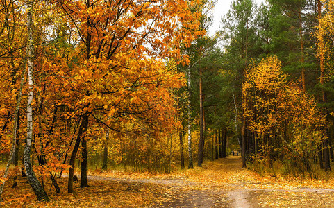 秋季素描景观秋天的颜色图片