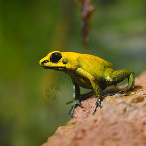 天然雨林环境中的金毒箭蛙Phylobates图片