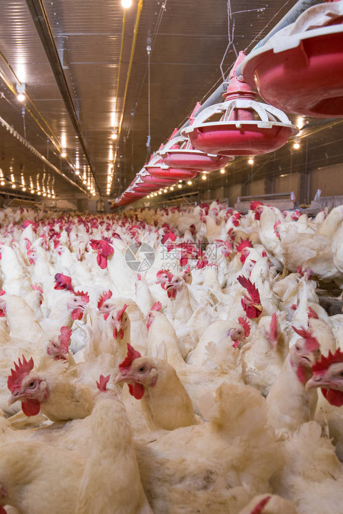 养鸡的养鸡场以养殖肉类白鸡养殖为目的畜牧业住宅经营的室内住宅在仓库内生产