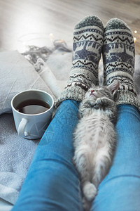 一只小灰猫睡在女主人的腿上图片
