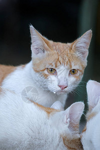 一只红街饥饿的猫吃了酸奶油悲伤的猫眼图片