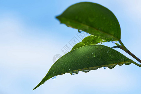 绿色树叶上的雨滴蓝色天图片