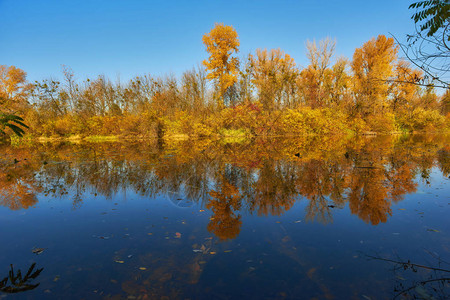 秋天的森林反映在森林湖的平静蓝水图片