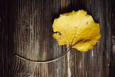 秋天的木制背景绿色和黄色的叶子平铺图片