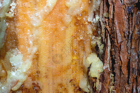 松树受损害部分的白色厚薄树脂一个带有图片