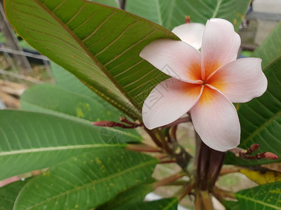 花朵鲜花白色和粉色花园中自然图片