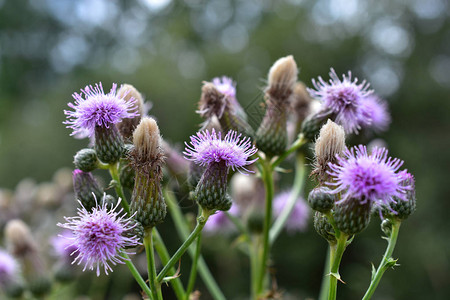 盛开的紫色奶蓟植物的特写图像图片