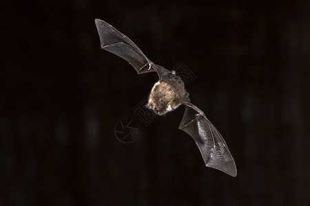 富里古拉翼翅目黑暗的高清图片