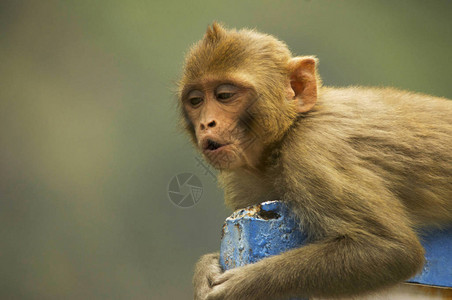 mulatta是世界最知名的老猴子物种之一图片