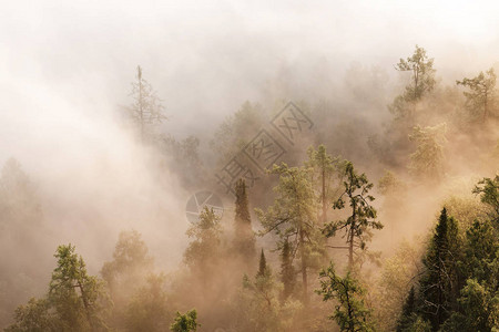 树顶在有浓雾或薄雾的森林中图片