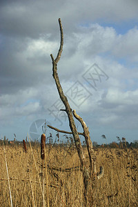 东安格利亚的死树在后带Phragmites图片