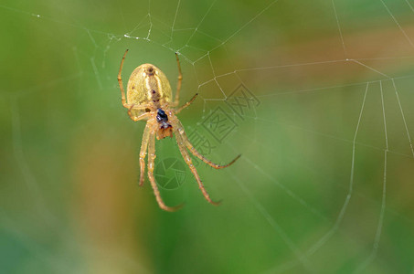 昆虫的夏季活动一个蜘蛛背景图片