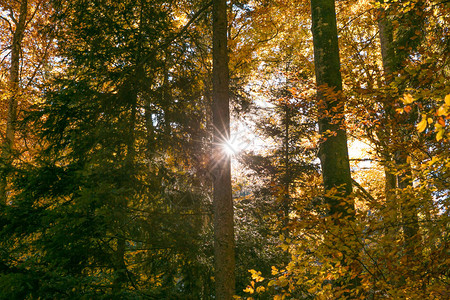 秋天的阳光穿过森林树木的树叶图片
