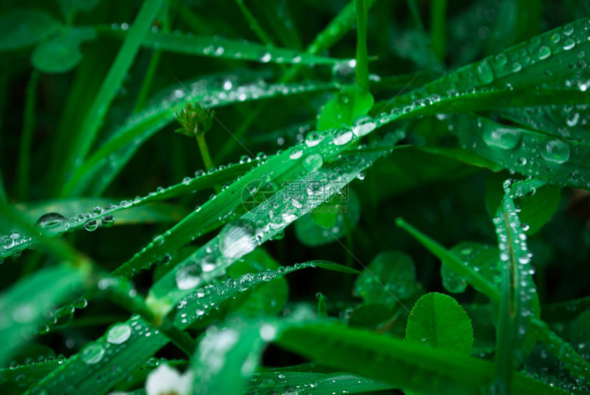 雨水在新鲜草地上喷洒水分清晨在草地上图片