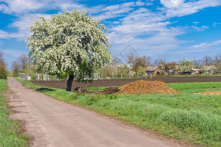 在乌克兰中部Kalynivka村路边图片