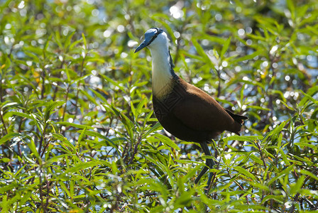沼泽上的非洲水雉鸟高清图片