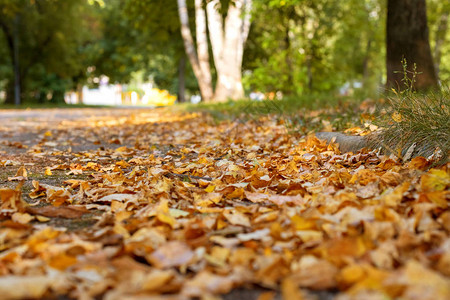 有树和黄叶的小巷近在咫尺秋天的自然图片