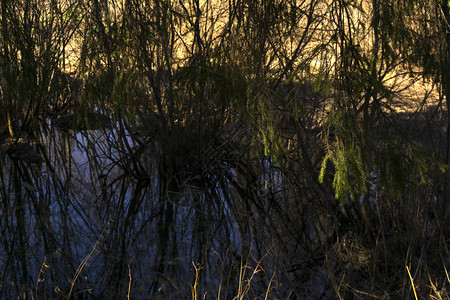 泉河谷中幽静的牛轭湖长满柳树和云杉高清图片