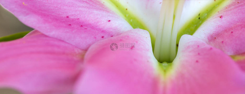 粉红百合花的宏粉红图片