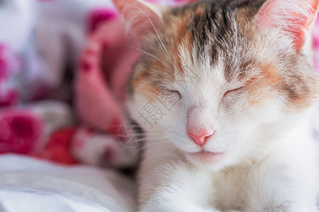 猫咪睡在紧闭的粉图片
