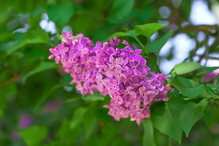 春日盛开的紫丁香图片
