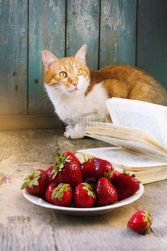 草莓书本和可爱的姜小猫在破烂的背景下过着夏生图片