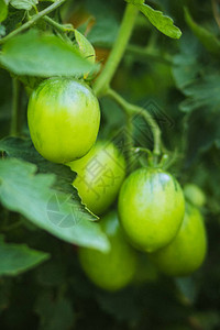 番茄花的绿色果实西红柿图片