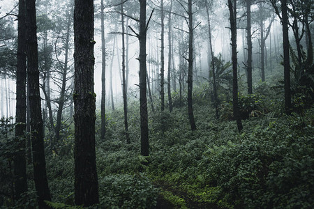 松树在雨季和雾图片