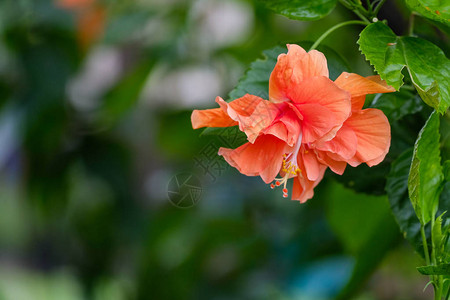 芙蓉花橙树上双花图片