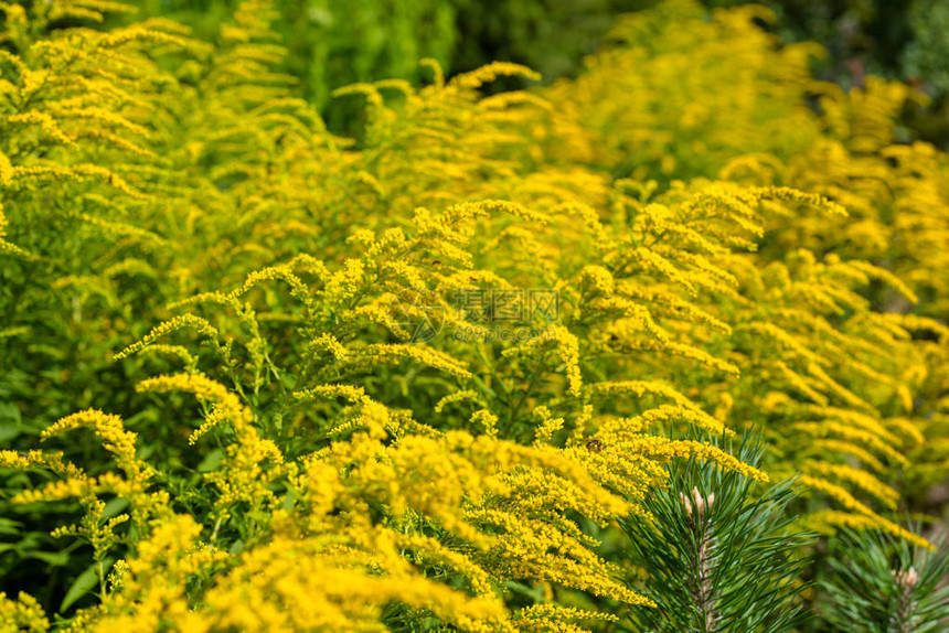 在炎热的夏日繁衍明亮的黄色大花朵通常图片