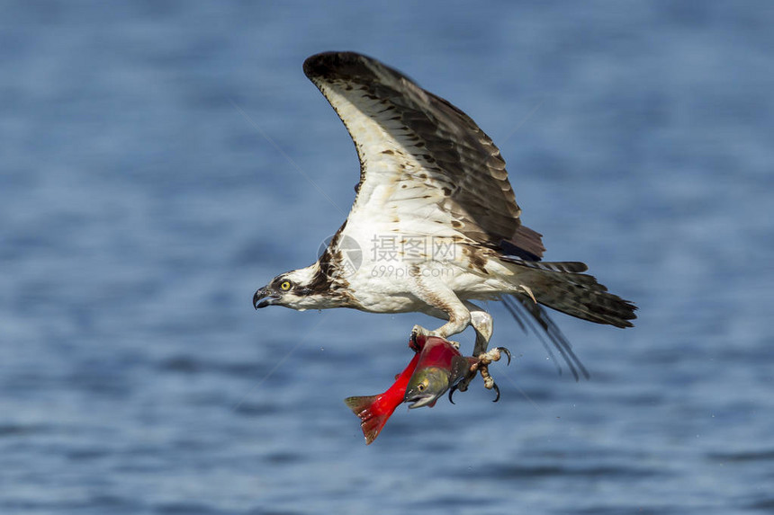 雄伟的鱼鹰的爪子里有鲑鱼一只鱼鹰在爱达荷州北部的海登湖捕捉到一条可卡尼图片