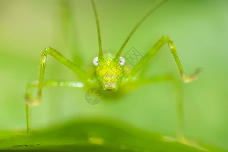 在印度尼西亚丛林的一片叶子上站立着绿色Katydi图片