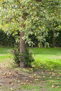 另外梨子离荷兰沃尔斯特的树不远背景图片