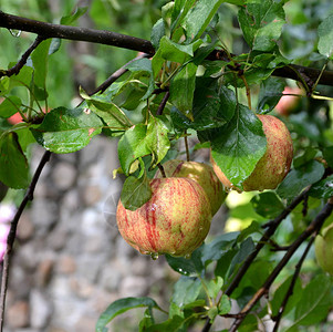 果园里苹果树上的小苹果图片
