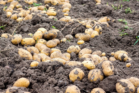马铃薯块茎在地上的田里干涸马铃薯丰收背景图片