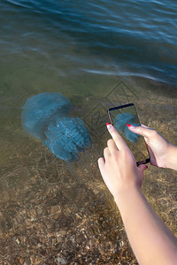 海生水母敖德萨的水母图片