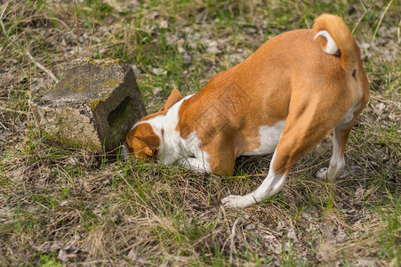Cunningbampnji狗追逐藏在石图片
