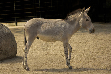 索马里野驴EquusAfricanussomaliensis图片