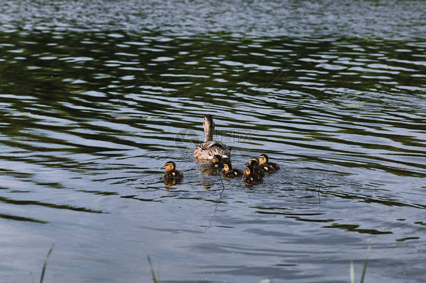池塘里的鸟儿一群鸭子和鸽子在图片