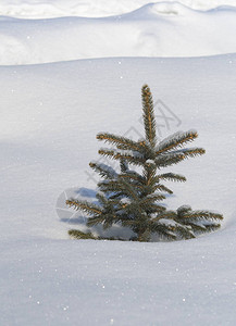 寒冬雪中松树图片
