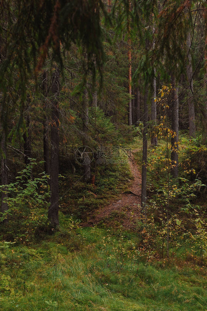 森林中秋天的气息在森林湖图片