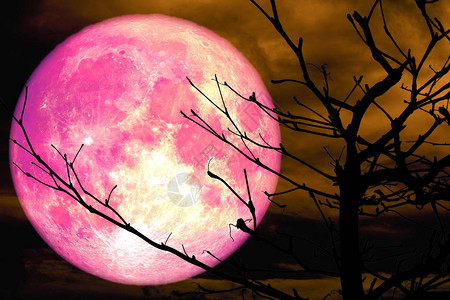 超级粉红色的月亮背影树枝干树橙云背景图片