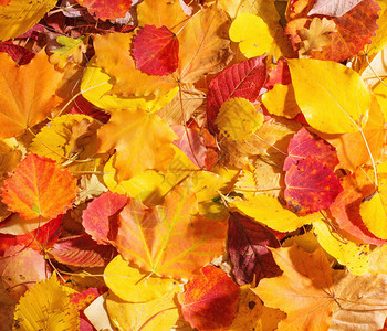 黄色和红色的秋叶背景图片