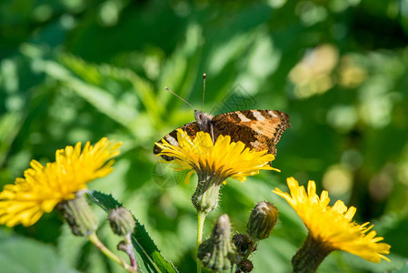 美丽的蝴蝶蜂在夏天从黄色的花图片